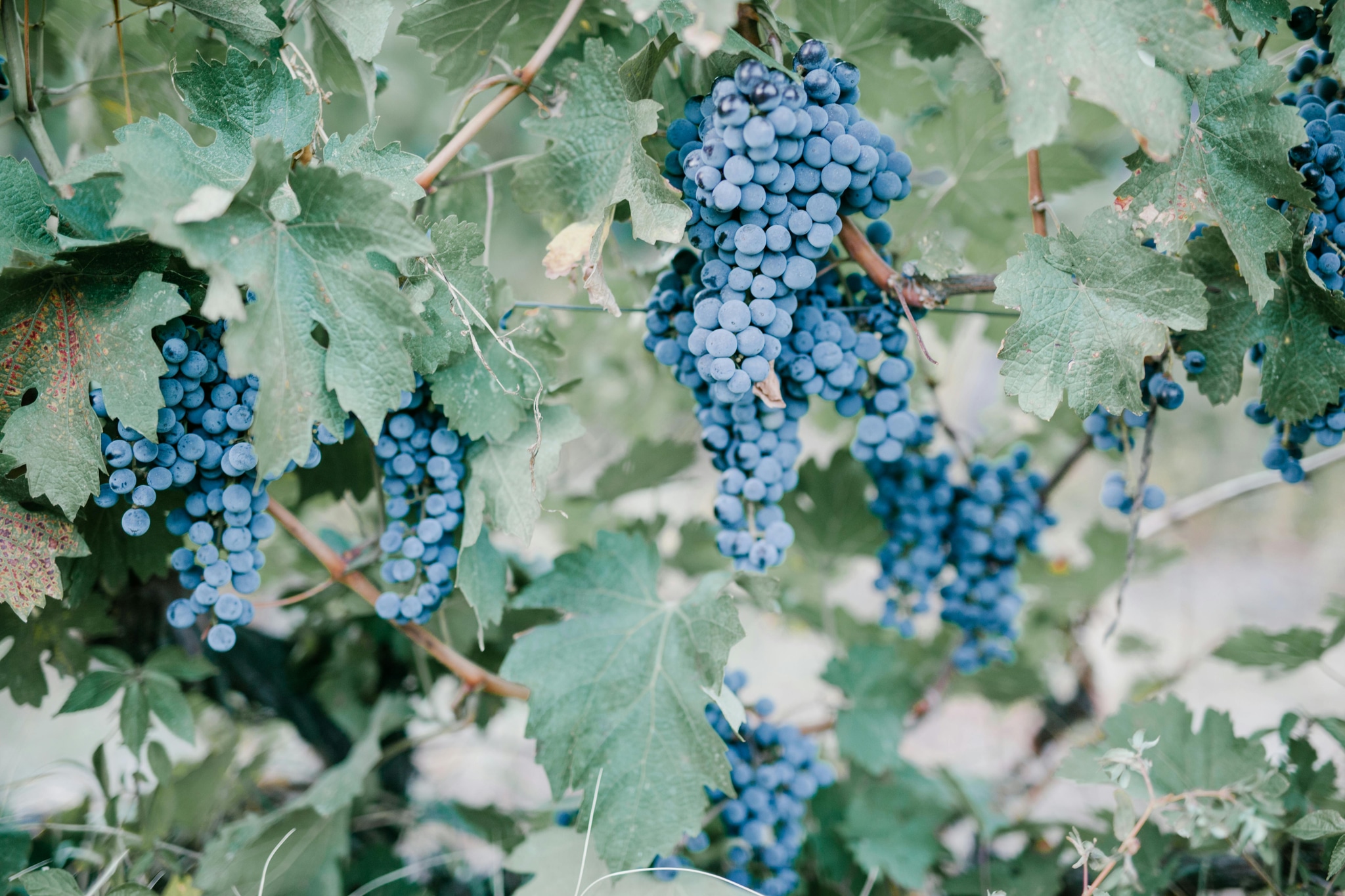A Weekend Guide to Sacramento Wineries and Tastings