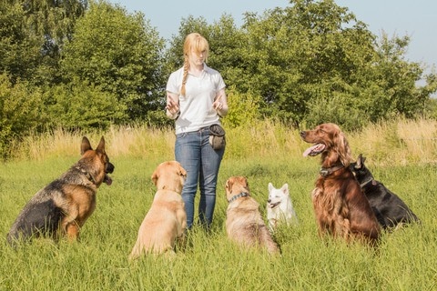 Difference Between Service Animal and Emotional Support Animal What You Need to Know